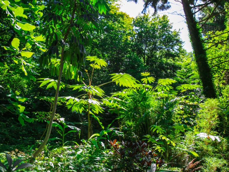 Le Jardin jungle karlostachys (20 km)