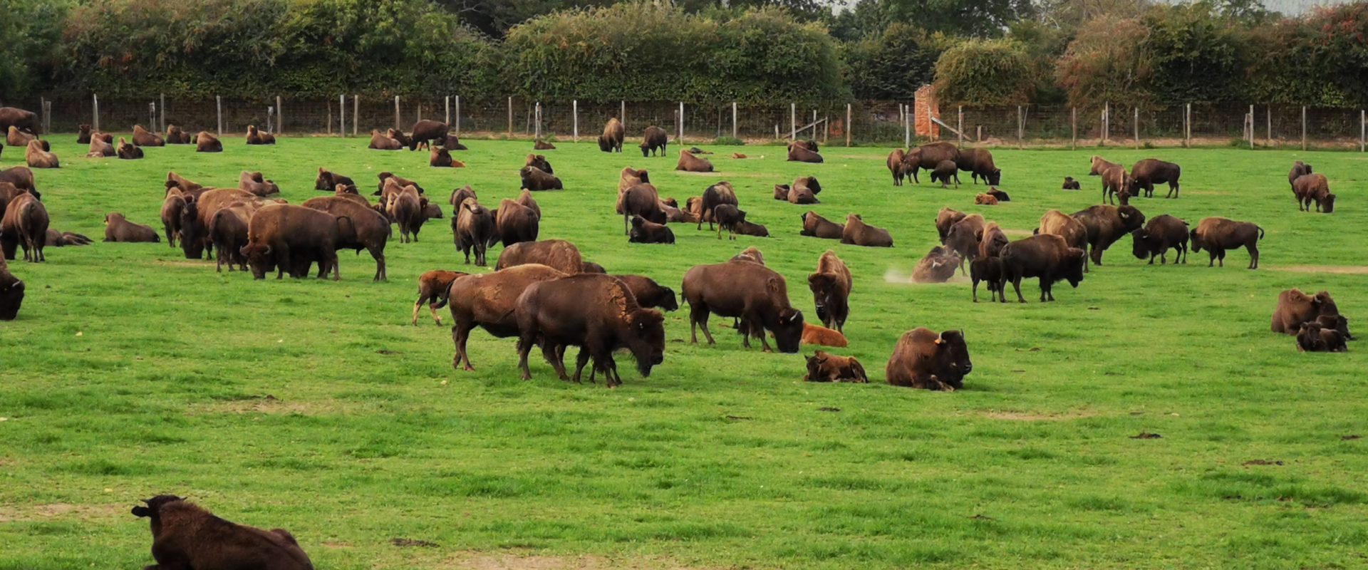 Rêve de bisons (57 km/autoroute)