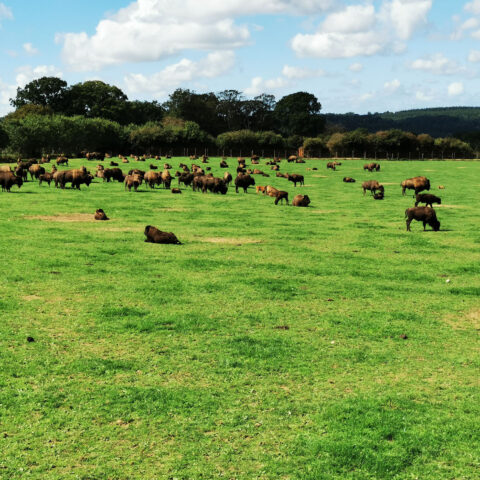 Ranch de bisons