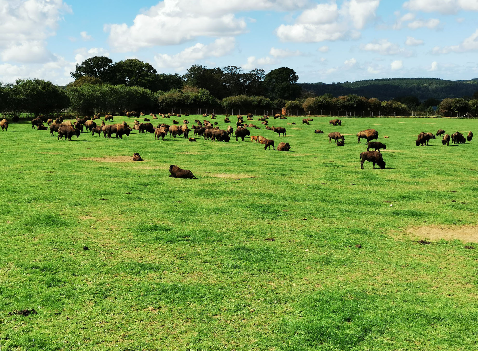 Ranch de bisons