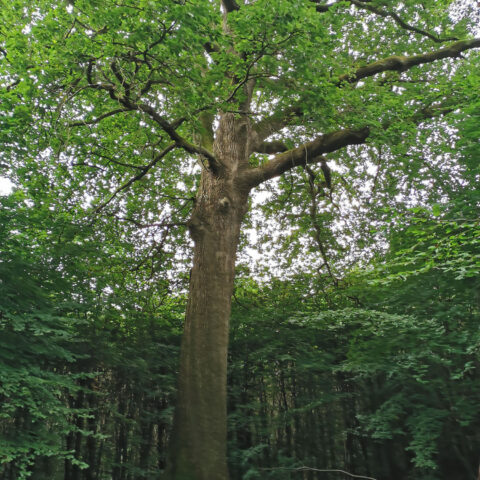 Forêt de Eu